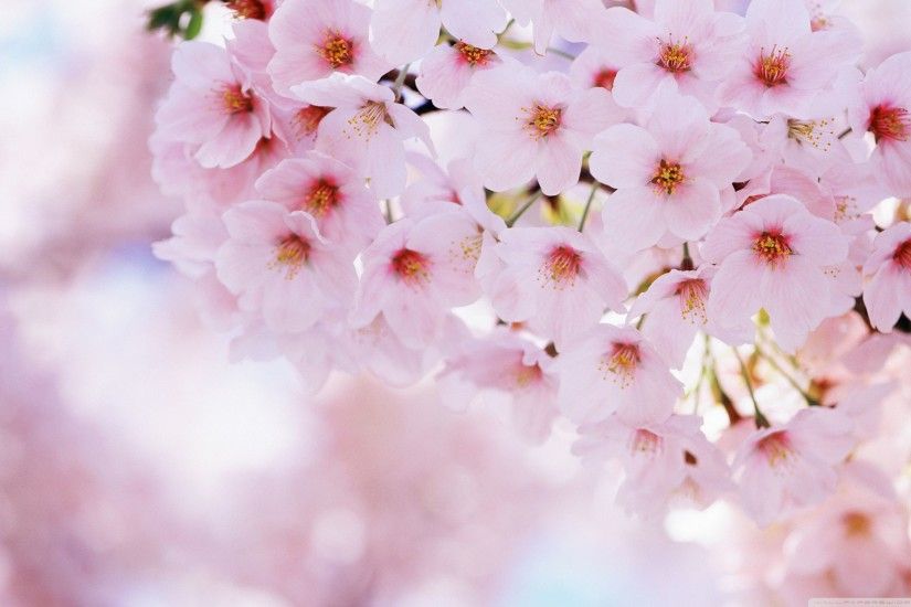 beautiful cherry blossom wallpaper. landscape natural wallpaper