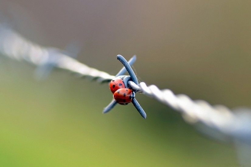 god ladybugs barbed wire close up day