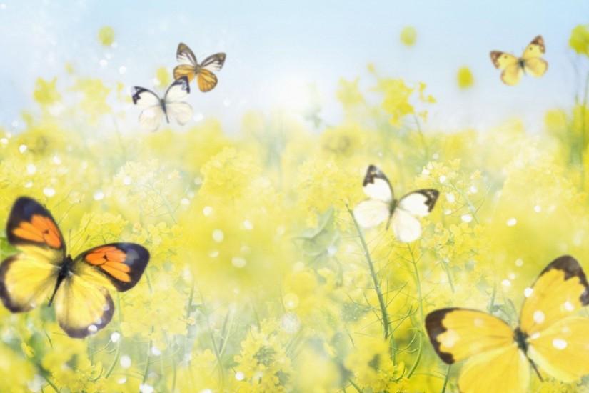 Yellow butterflies wallpaper - 395012