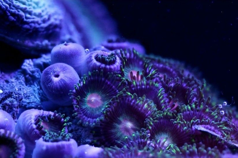 Coral Tag - Sealife Coral Art Underwater Ocean Sea Life Artwork Psychedelic  Pictures Of Fish Cartoon