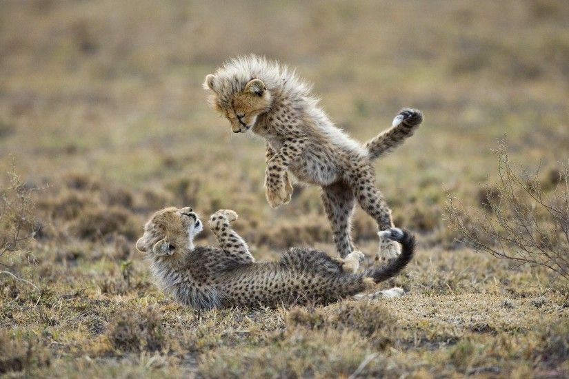 playing baby cheetah wallpaper