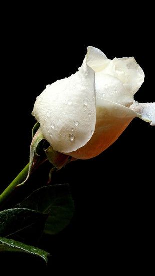 Pure White Rose In Dark iPhone 6 wallpaper