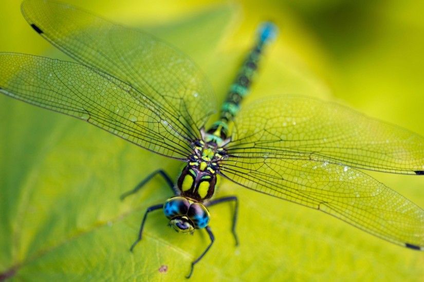 Photography / Dragonfly Wallpaper