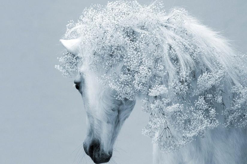 White-Horse-Wallpaper-HD - Magic4Walls.com