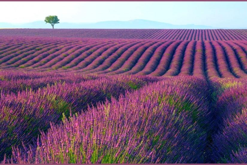 lavender background 1920x1200 high resolution