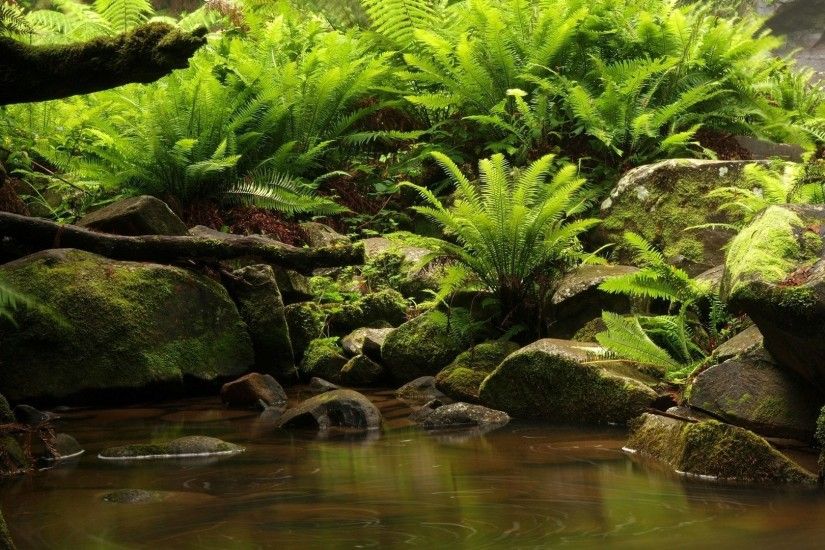 Greenery Rocky Swamp Nature Rocks Swamps Plants Free Desktop Background