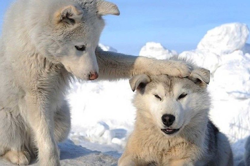 fantasy siberian huskies | Cute Husky Puppies | wallpaper, hd wallpaper,  background desktop