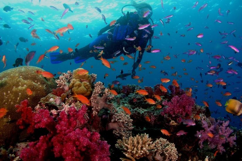 Scuba Diving At Great Barrier Reef Wallpaper