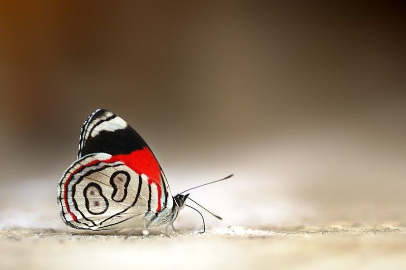 Red and White Butterfly