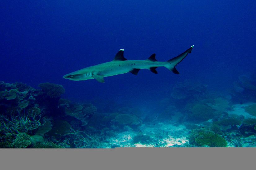 Wallpaper Whitetip Reef-Shark
