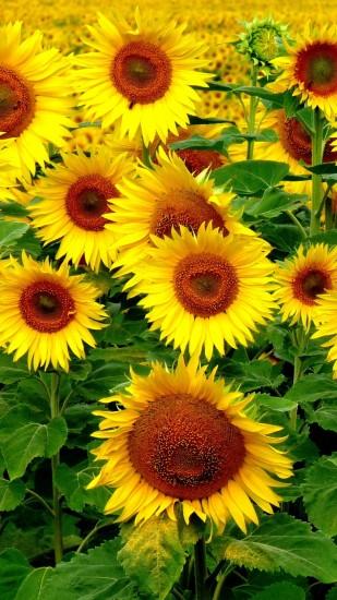 amazing sunflower wallpaper 1080x1920