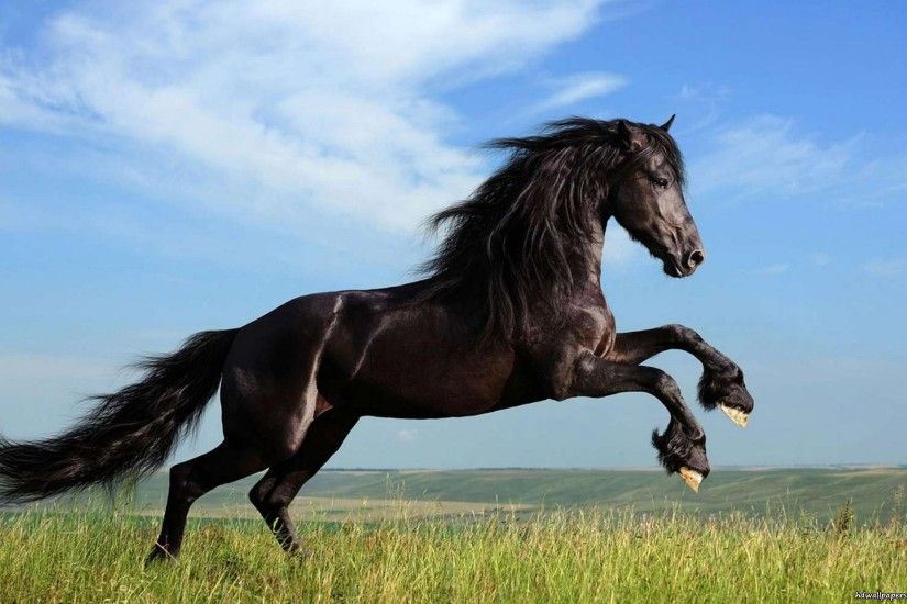 1000+ ideas about Pictures Of Horses on Pinterest Horses .