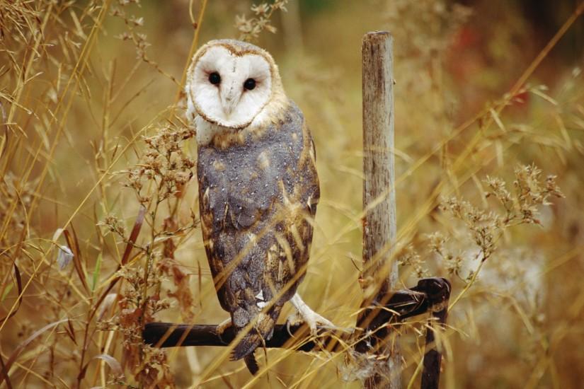 Animal owl backgrounds.