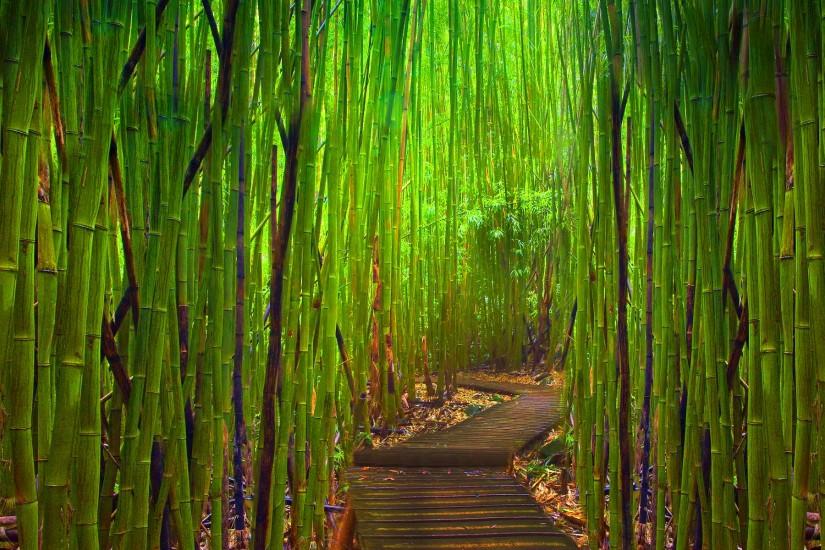 beautiful bamboo background 1920x1200