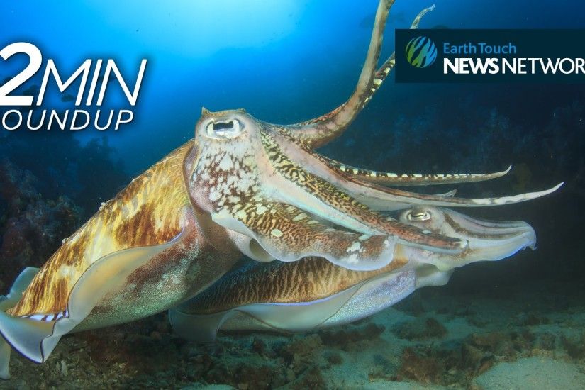 Counting cuttlefish, a sunfish rescue & South Africa's rhino poaching stats  - YouTube