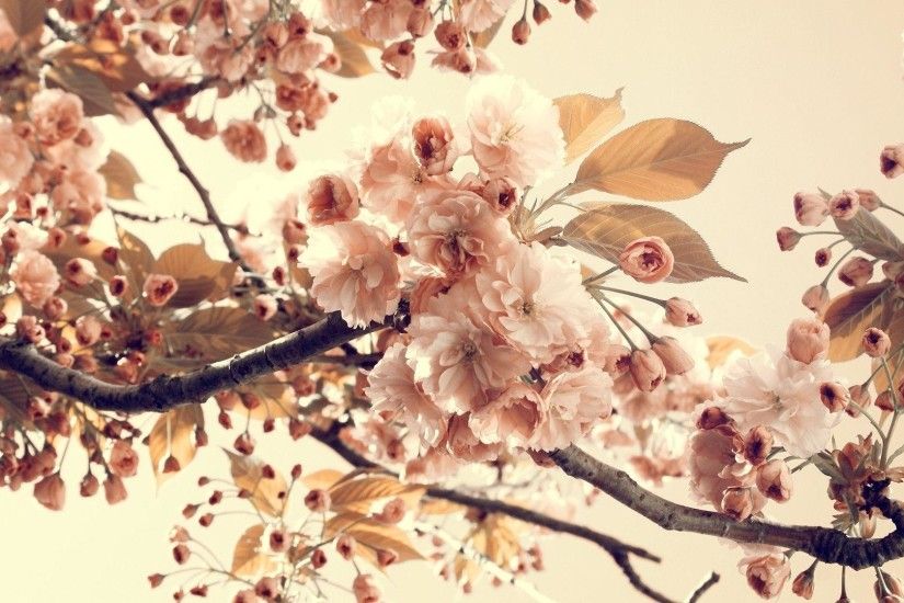 Apple Blossom Wallpaper Free Download