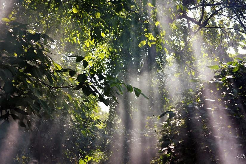 Foggy Rainforest Wallpapers Pictures Photos Images. Â«