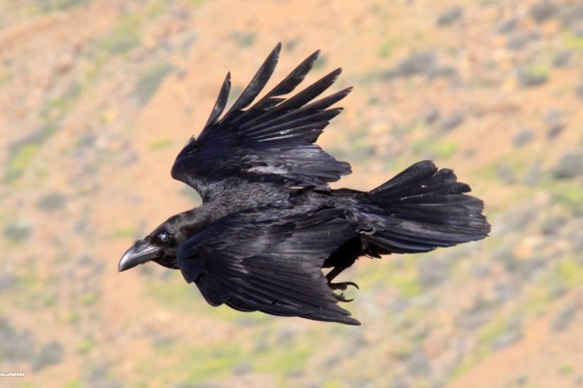 raven flight desktop background