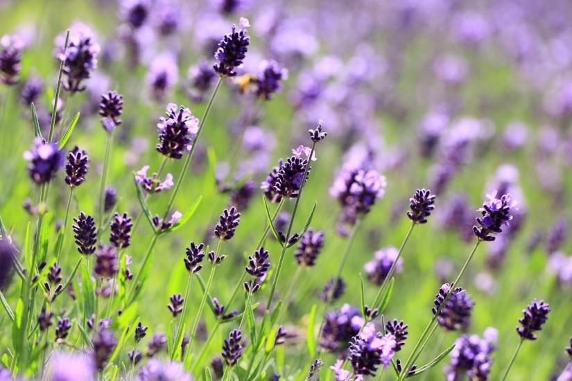 1920x1080 Wallpaper purple, flowers, lavender