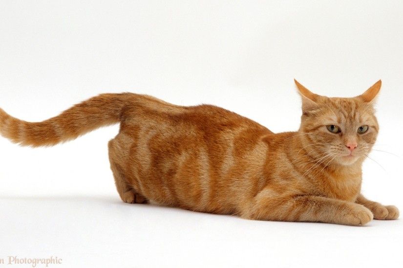 ... Ginger tabby female cat in lordosis ...
