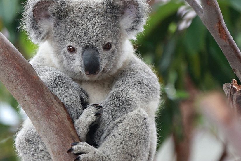 Animal - Koala Wallpaper