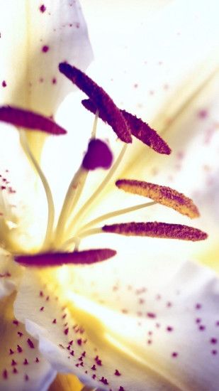 Aesthetic Purple Flower Heart Lily Macro iPhone 6 wallpaper