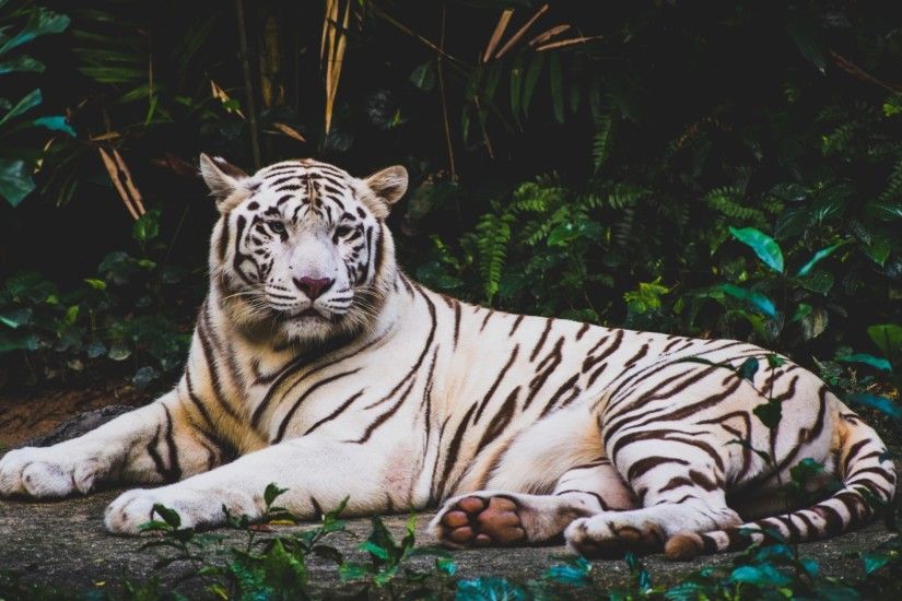 Animals / White Tiger Wallpaper