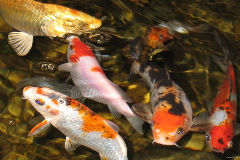 Koi Fish Wallpapers For iPad