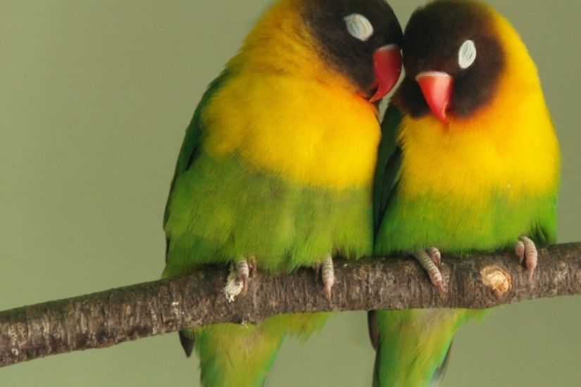 Download now full hd wallpaper lovebird couple romantic ...