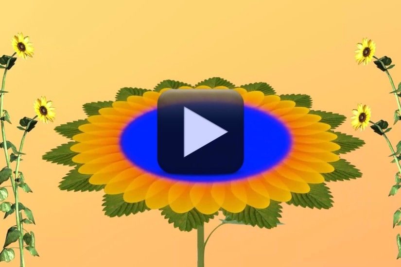 HD 1080p-Wedding Flower Animation Background video | All Design Creative