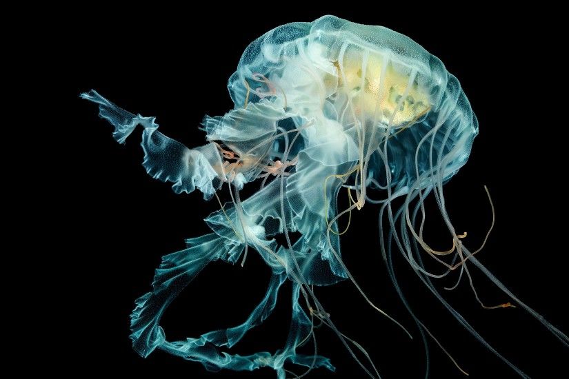 free jellyfish photo hd wallpapers background photos windows apple mac  wallpapers 4k best wallpaper ever download 2880Ã1800 Wallpaper HD
