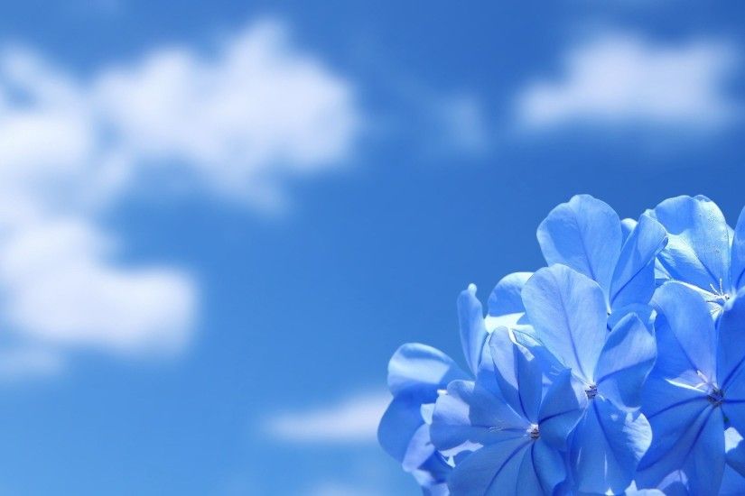 Beautiful Sky White Flower wallpapers (40 Wallpapers)