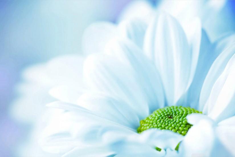 Fabulous White Flower Background