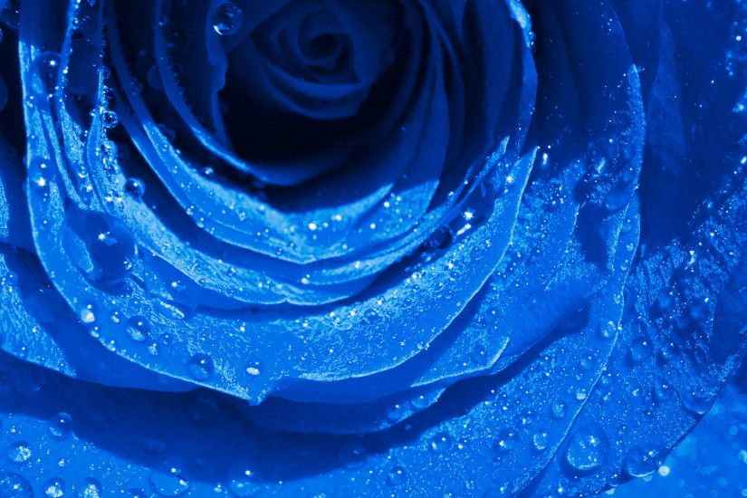 Wet Drops Blue Rose wallpapers (25 Wallpapers)