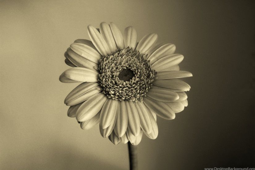 DeviantArt: More Like Sepia Flower Wallpapers By Vixxybo