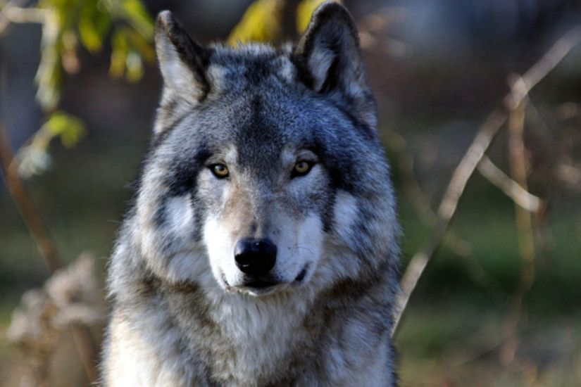 grey wolf facts and wallpaper