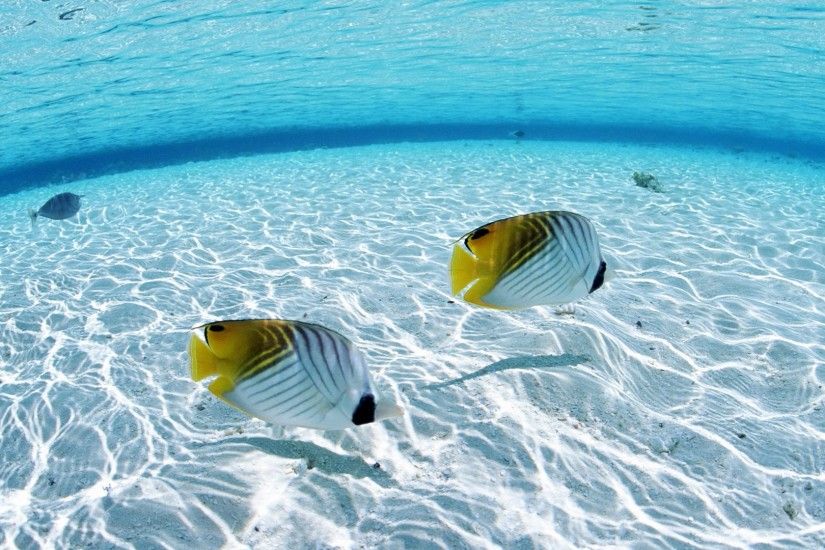 desktop tropical fish in high quality wallpaper & desktop backgrounds .