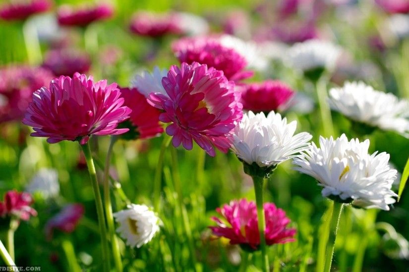 Most Beautiful Flower HD Wallpaper Image Pictures And Free Download