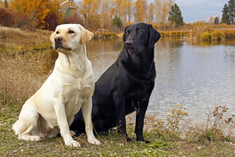labrador retriever, dog, pair, lake, labrador, retriever