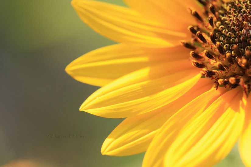 Preview wallpaper sunflower, petals, background, bright, light 2048x1152