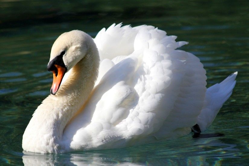 Animal - Mute swan Wallpaper