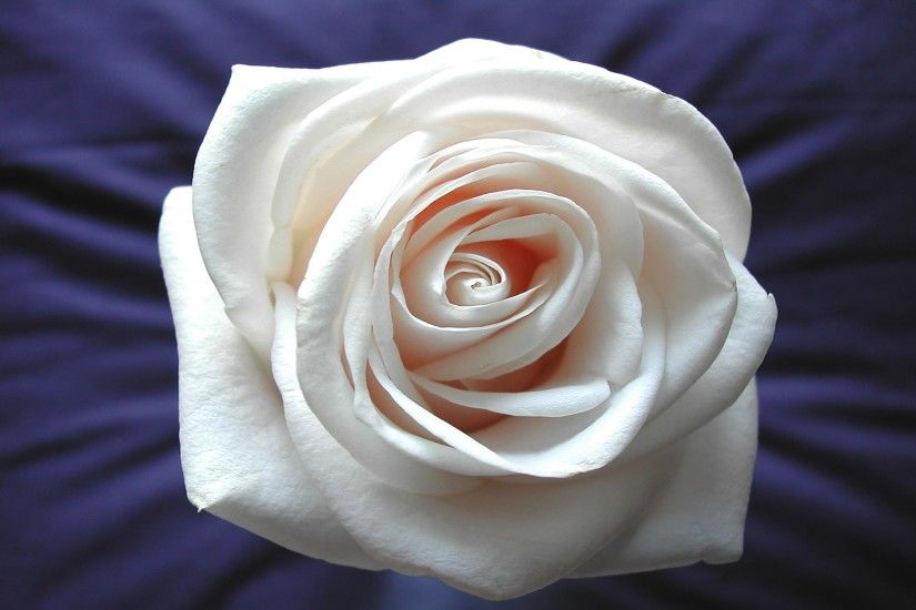 White rose wallpapers and stock photos
