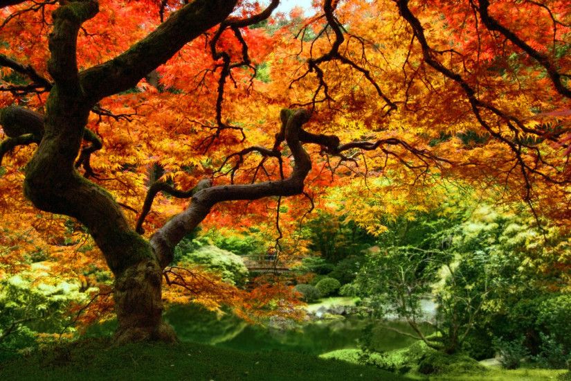 Autumn Leaves Pictures Fall Foliage | autumn leaves forest trees Windows  Vista Autumn Leaves Wallpaper .