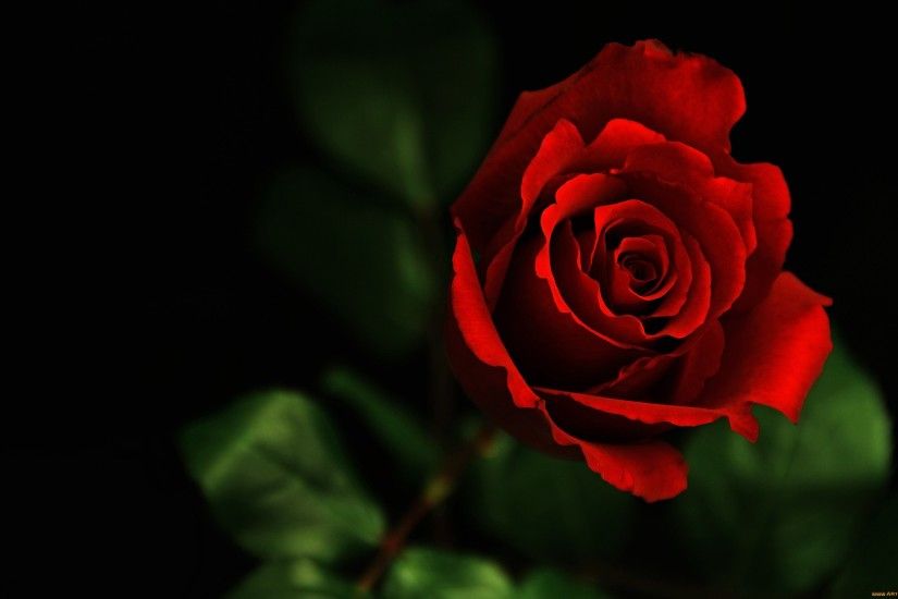 Beautiful Flower Red Rose Photo