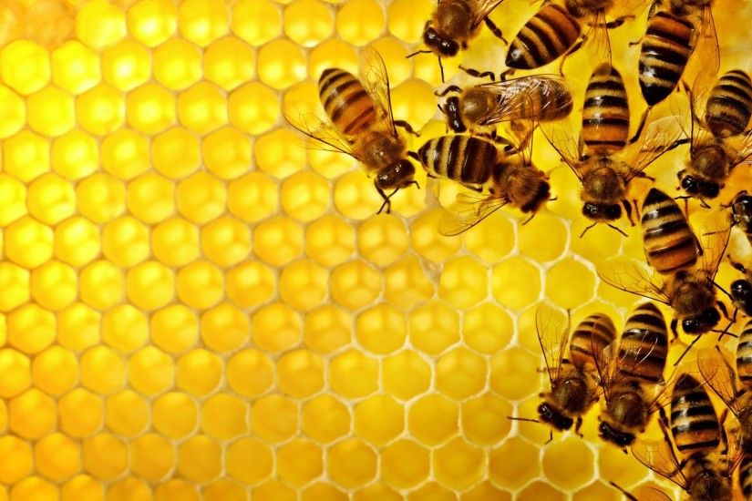 Bee Wallpaper 20989