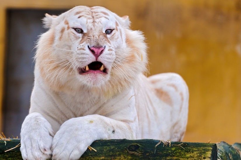 Author: Tambako The Jaguar (url). Tags: White tiger, HD