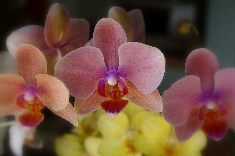 Phalaenopsis orchid wallpaper