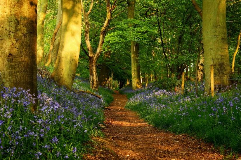 Spring Forest Wallpaper HD
