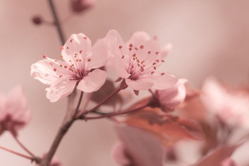 flowers, focus, cherry, sakura, hd, wallpaper, spring, background