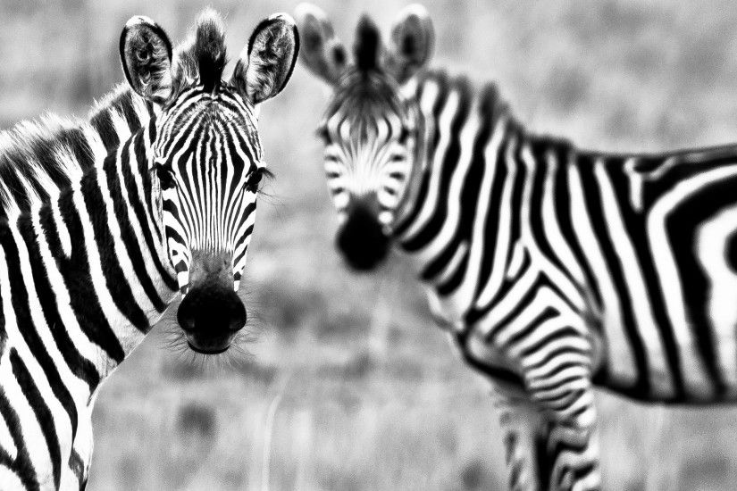 Wallpaper Zebra Black White Couple Cute - Image #51 -